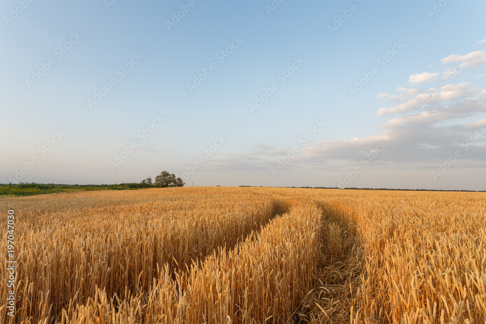 Golden wheat flied before harvesting