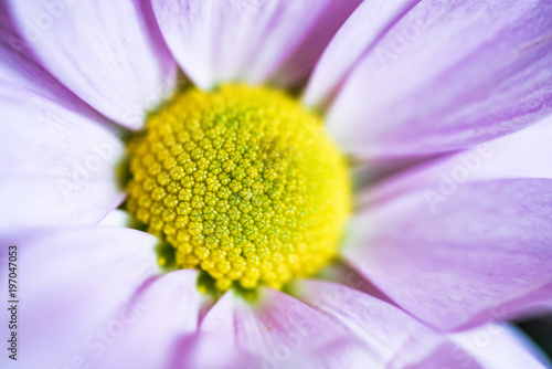 Close up pink chrysanthemum flower