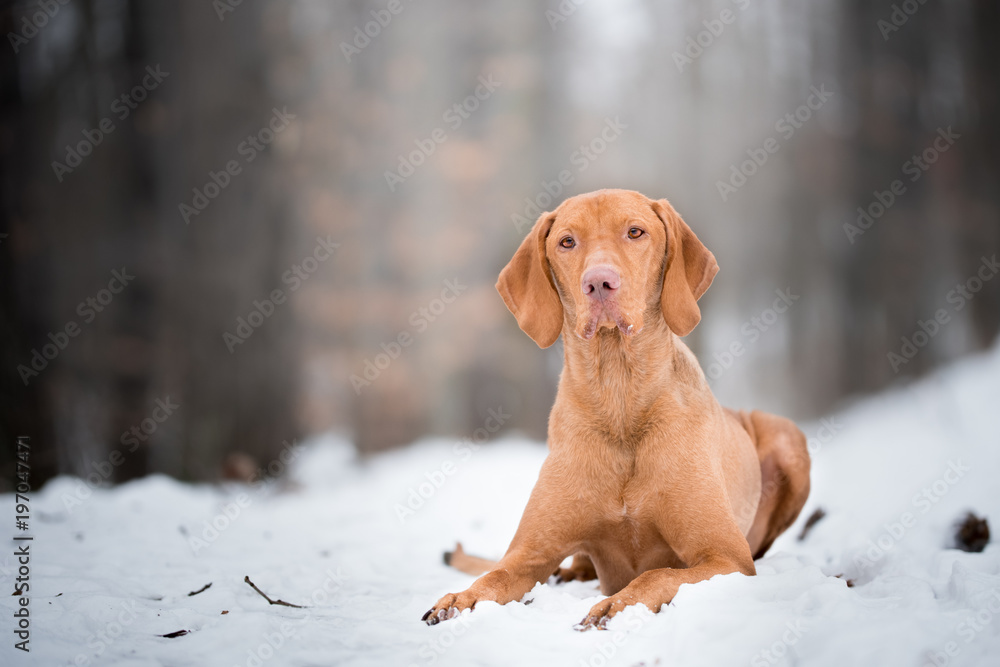 Laying down portrait of vizsla dog on snow