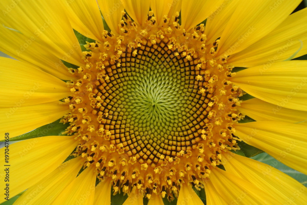 Obraz premium sunflower