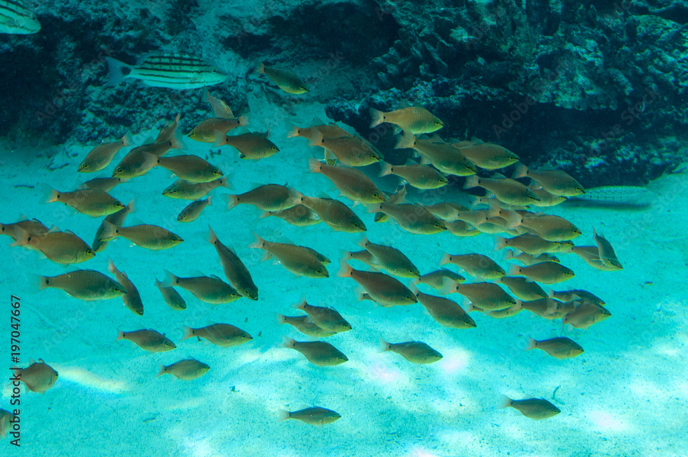 Fototapeta premium 水族館イメージ_3
