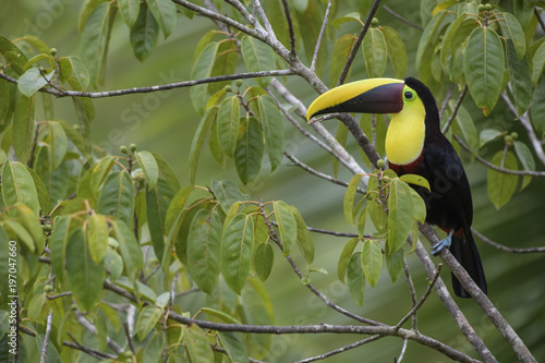 Yellow-throated toucan - Ramphastos ambiguus, large colorful toucan from Costa Rica forest.