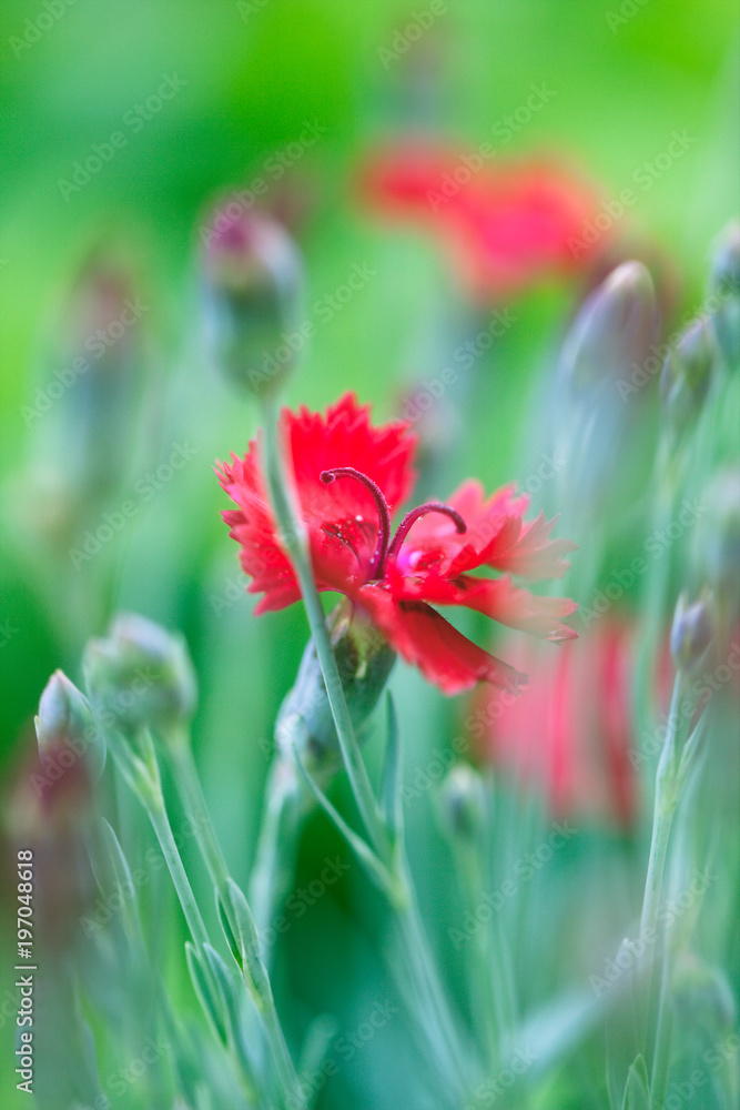 Red Dianthus Flowers