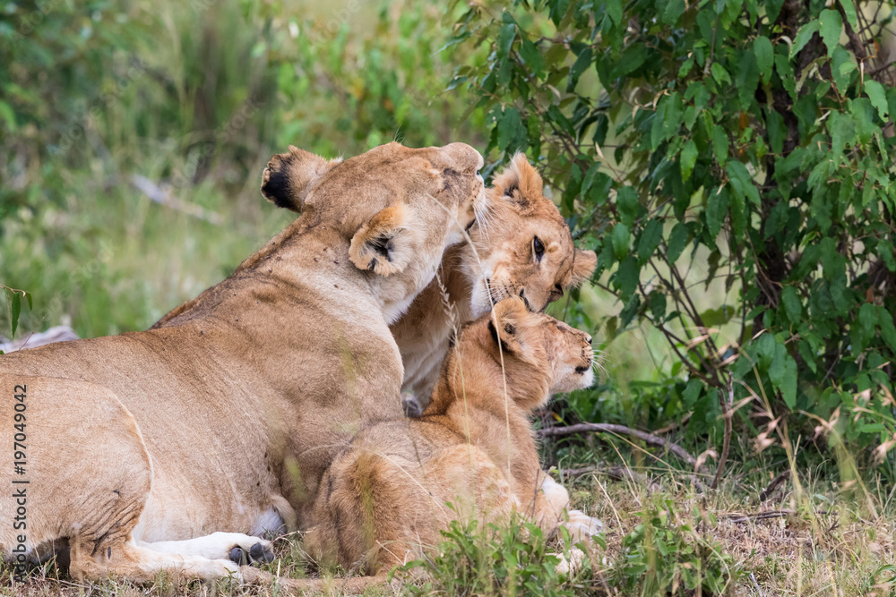 Fototapeta premium Lion lying and groom each other