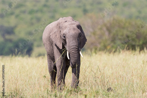 Elephant walking and eating grass