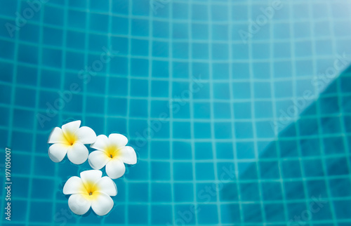 Plumeria flower in outdoor swimming pool,spa concept