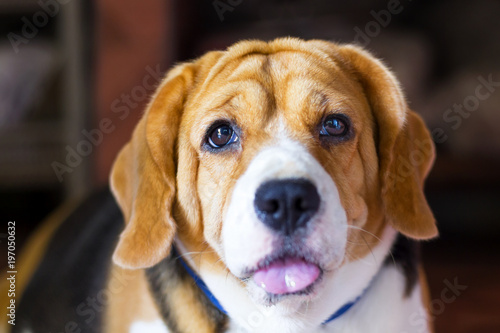 Old beagle dog with sad eyes and lonely. selective focus
