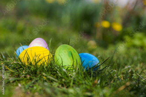Four Easter eggs are blue, yellow and green in green leaves. Easter background. Search for eggs at Easter.