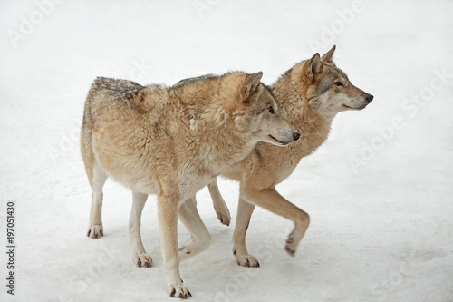 wolves male and female walking together  isolated background