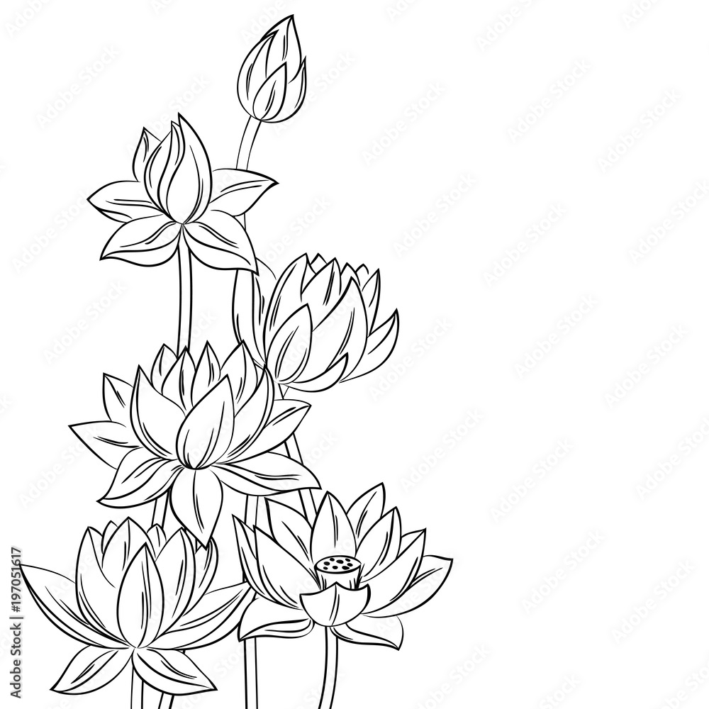 Lotus Flower Coloring Book PNG Transparent Images Free Download | Vector  Files | Pngtree