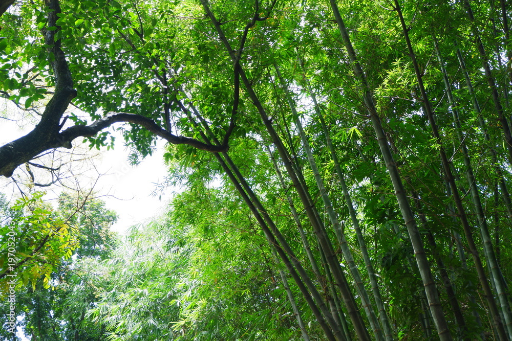 Playing with bamboo and sun light merge to the beauty of nature. Playing with bamboo and sun light merge to the beauty of nature.
