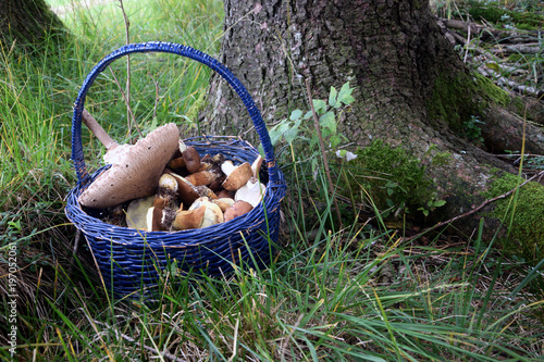 Macrolepiota procera Leccinum scabrum Boletus edulis