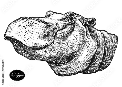 behemoth hippo hand drawn