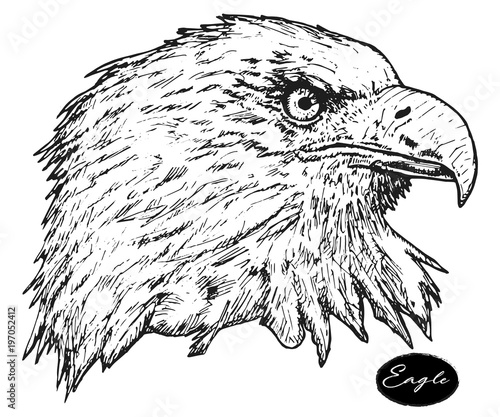 Eagle - hand drawn vector illustration isolated