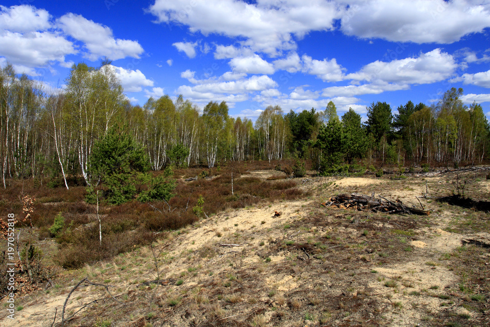 Fototapeta premium Panoramic view of grassy forest meadows in spring season in central Poland mazovian plateaus near Warsaw