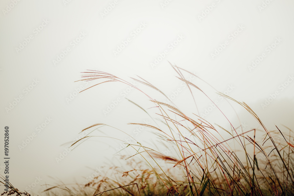 Green grass in the field with sunbeams and fog. Blurred summer background, selective focus. Green grass in the field with sunbeams and fog. Blurred summer background, selective focus.