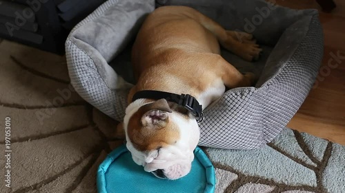 bulldog puppy sleeping with his toy photo