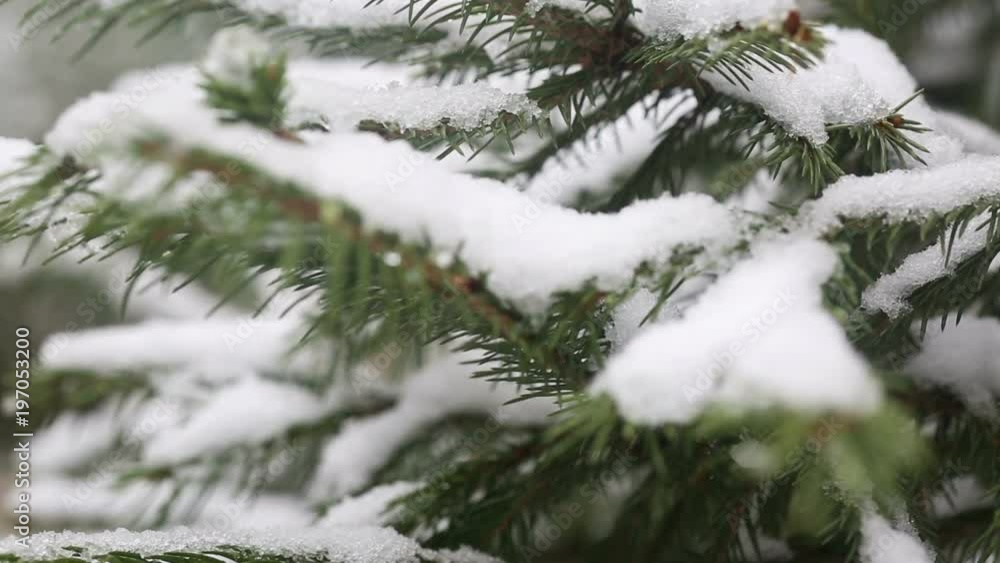 A snow-covered fir tree branch, icy snow falls in the forest. Winter weather. First snow A snow-covered fir tree branch, icy snow falls in the forest. Winter weather. First snow