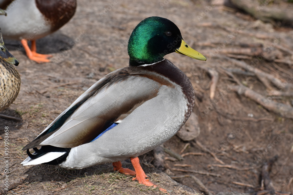 Closeup of a colorful drake on a lake in Kassel, Germany Closeup of a colorful drake on a lake in Kassel, Germany