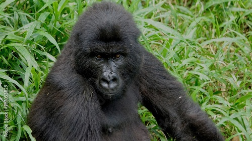 Mountain Gorilla, Portrait, Virunga Mountain, Africa © Kirsten Dohmeier