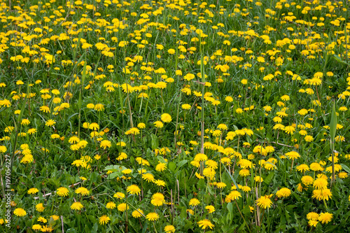 Yellow dandelions field