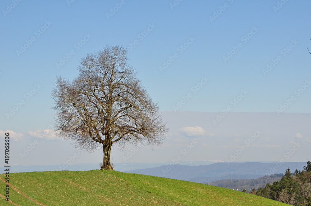 Tree standing on the Uetliberg, Zürich, Switzerland. Tree standing on the Uetliberg, Zürich, Switzerland.