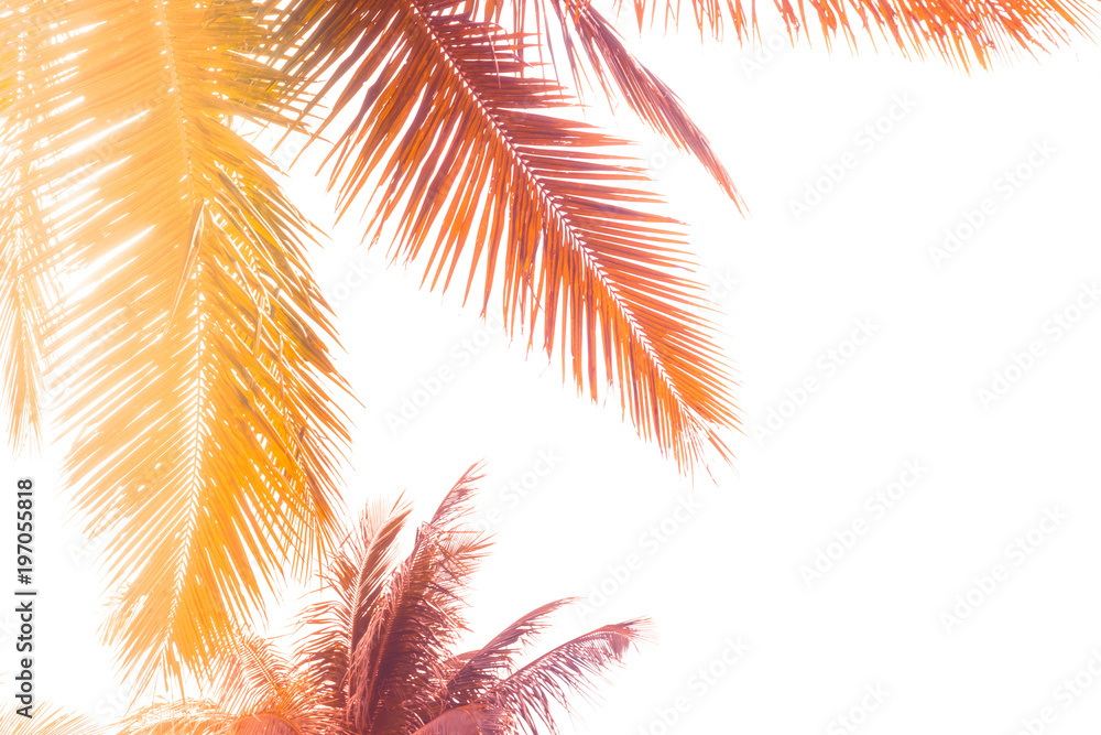 Toned palm leaves silhouette on white background. Lighting filter effect, purple and orange colors. Copy space