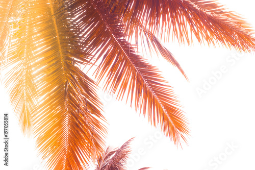 Toned palm leaves silhouette on white background. Lighting filter effect, purple and orange colors. Copy space