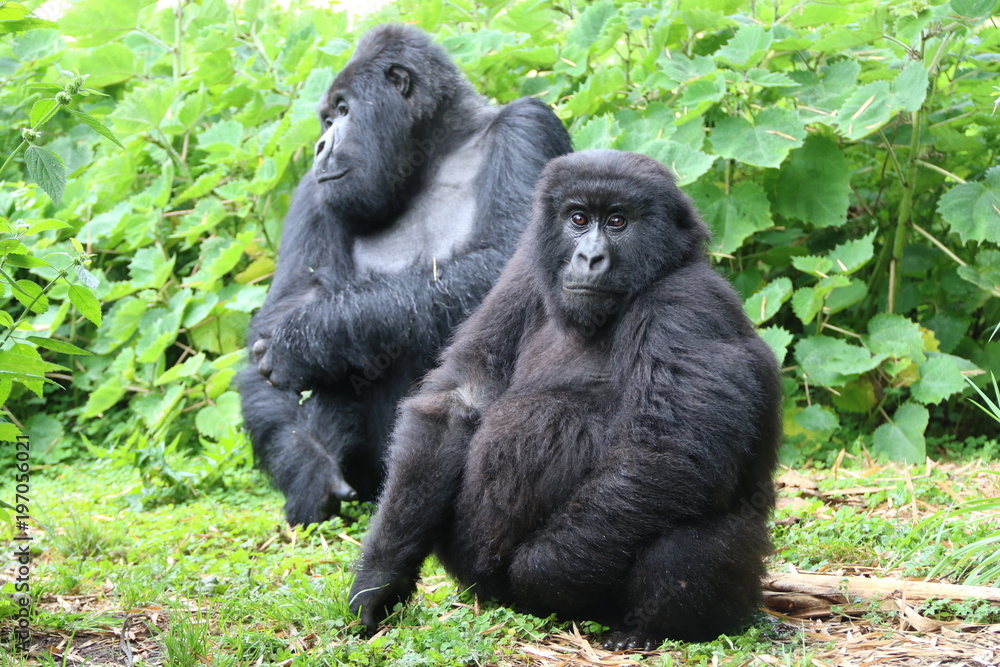 Fototapeta premium Moutain Gorilla, Silverback with female, Virunga, Africa