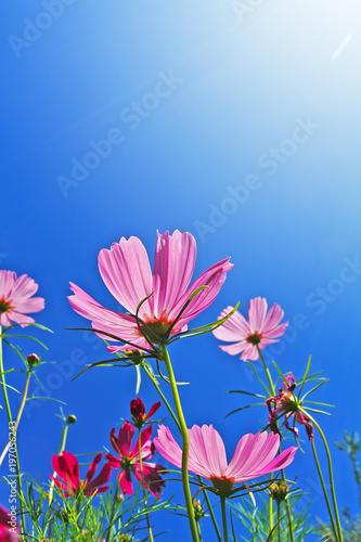 Purple flowers and light sunshine with bright blue sky.