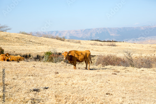 熊本の赤牛 © ドンピエロ