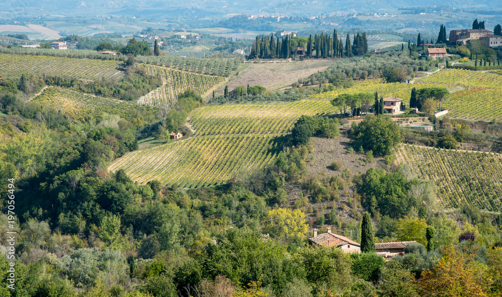 vineyard fields in San Gimignano, Tuscany area, Italy