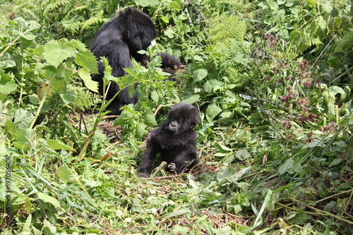 Mountain Gorilla Baby, Mother and newborn child, Virunga, Africa