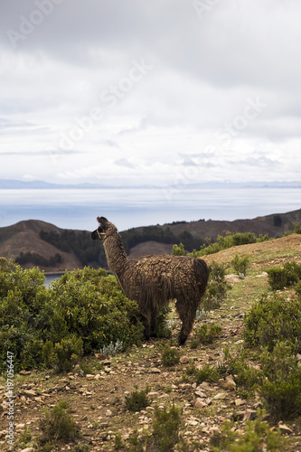 Isla del Sol on lake Titica...