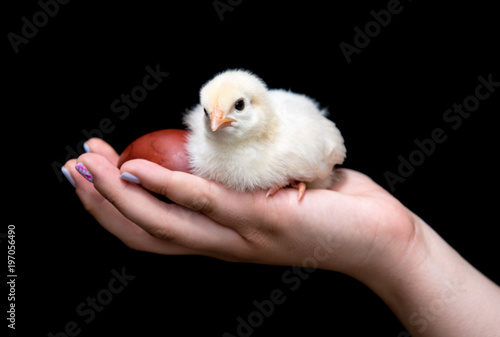 Young teenager holding a yellow baby  chicken and an easter  red egg