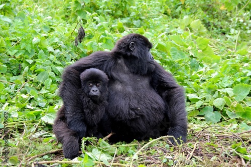 Mountain Gorilla Baby, Mother and newborn child, Virunga, Africa