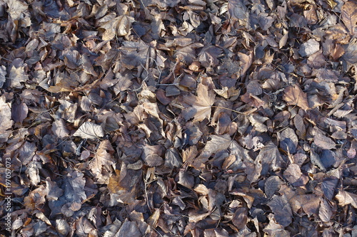 Texture of wet dark brown fallen leaves