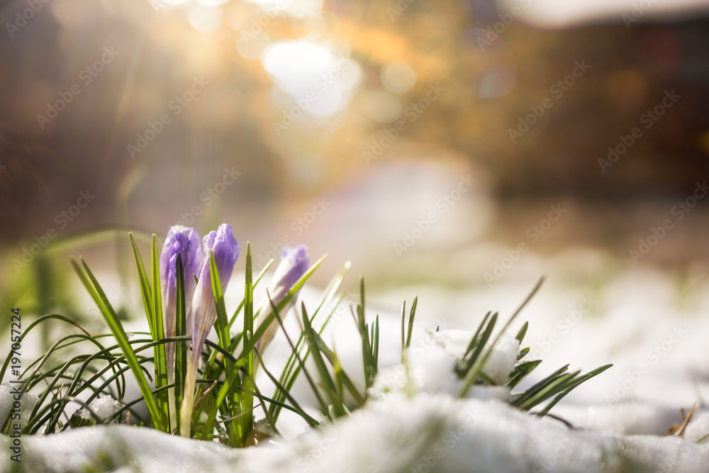Fotobehang Krokus Krokus in de sneeuw strekt zich uit naar de zon #197057224