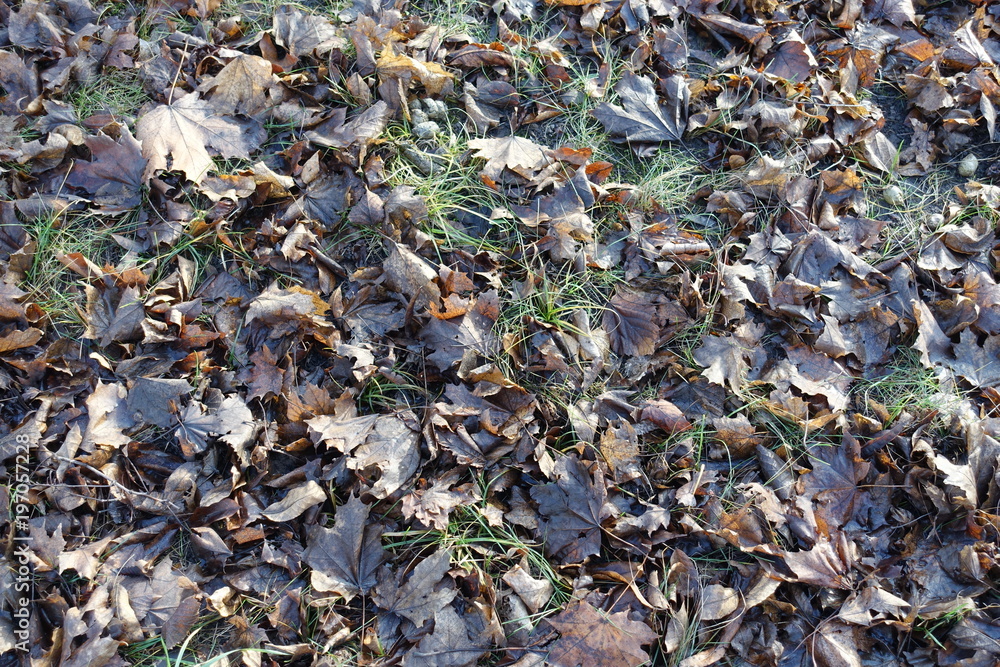 Dull brown fallen leaves in the grass in late autumn