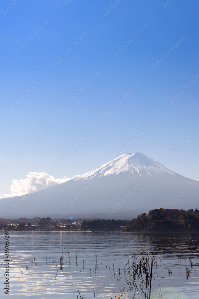 fuji mountain on blue sky background view from the lake kawaguchiko at oishi park, Yamanashi, Japan. the sacred mountain of Fuji and symbolic of Japanese
