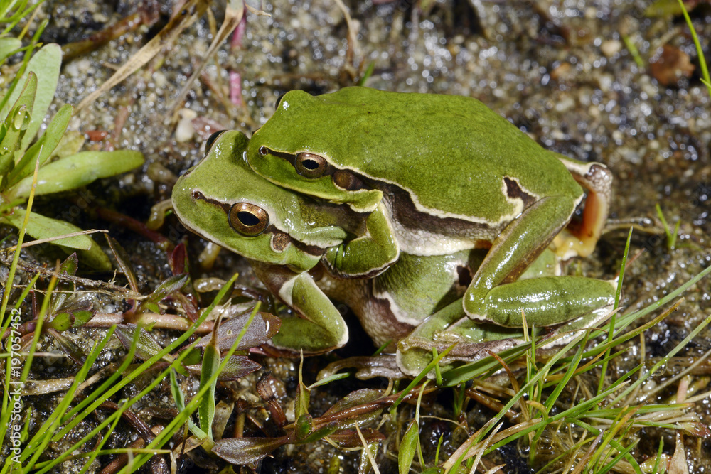 Naklejka premium Europäischer Laubfrosch / Pärchen im Paarungsgriff (Hyla arborea) - European tree frog 