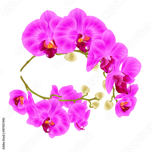 Branches orchids purple flowers  tropical plant Phalaenopsis  on a white background  set two vintage vector botanical illustration for design hand draw