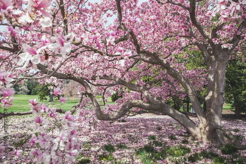 Pink Magnolia at the White House
