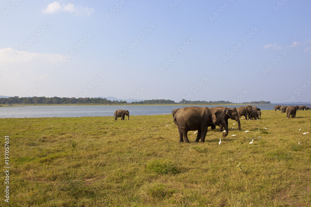 sri lankan wild elephants