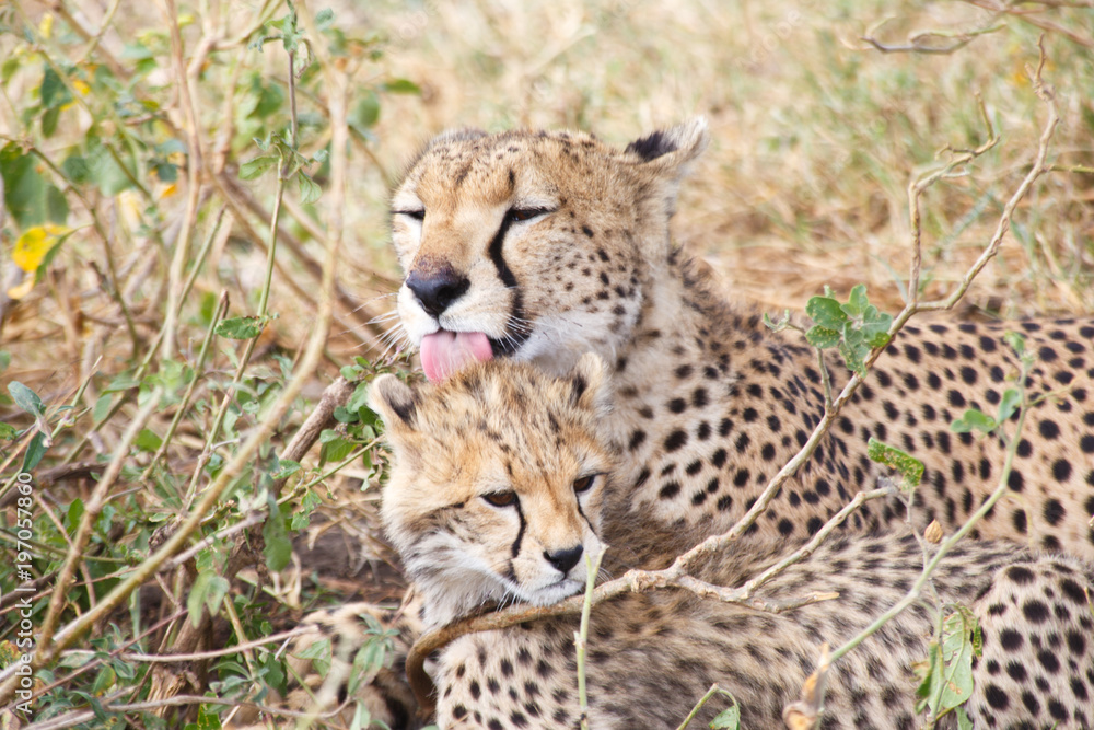 Cheetah and Baby Cheetah Cheetah and Baby Cheetah