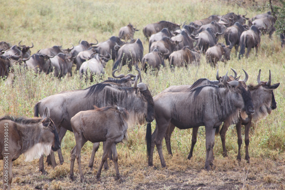 Great Wildebeest Migration, Wildebeest Herd Great Wildebeest Migration, Wildebeest Herd