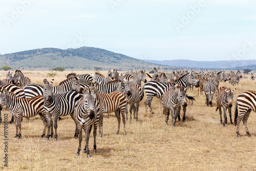 Zebra herd in a plains