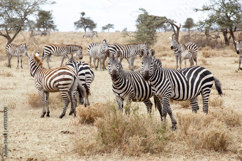 Zebra Herd in Africa