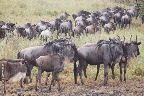 Fototapeta Naklejka Na Ścianę i Meble -  Great Wildebeest Migration, Wildebeest Herd