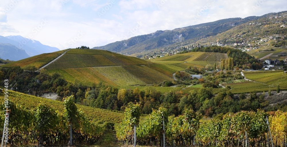 Vignoble à Miège, Valais, Suisse